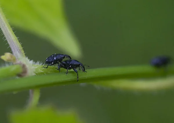 Closeup Bugs Green Plant Garden — Stock Photo, Image