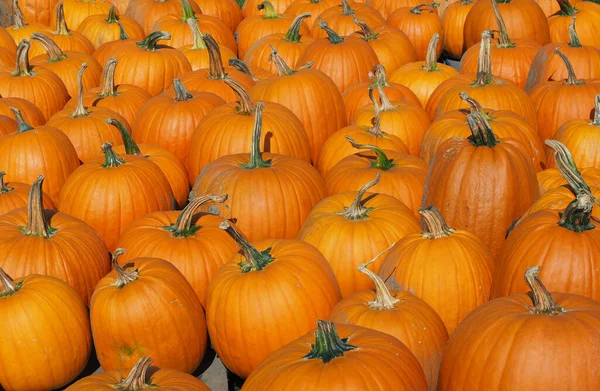 Una Hermosa Toma Montón Calabazas Concepto Halloween — Foto de Stock