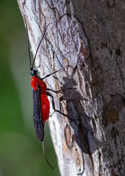 Vertical Shot Cardinal Beetle Tree Trunk — Stock Photo, Image