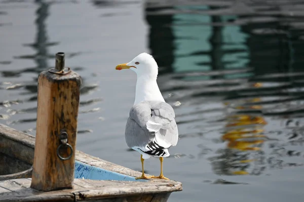 Plan Rapproché Une Mouette Sur Une Surface Bois Avec Fond — Photo