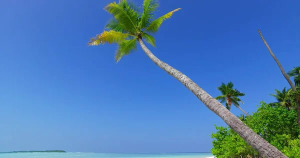Palmen Tiefflug Einem Sonnigen Tag Auf Den Malediven — Stockfoto