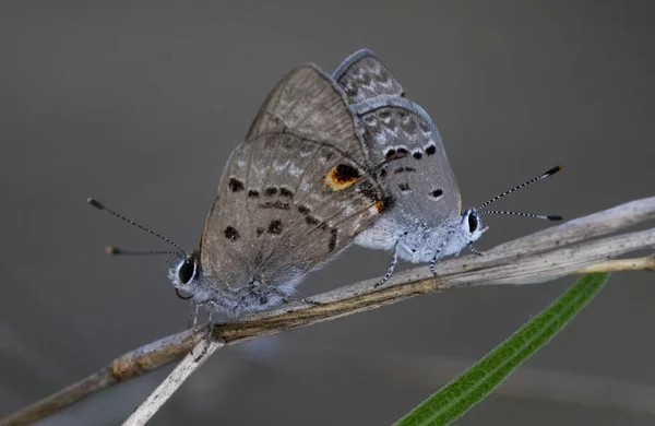 Primer Plano Mariposas Una Planta Jardín — Foto de Stock