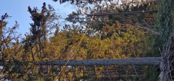 森の街灯に近い背の高い木 — ストック写真