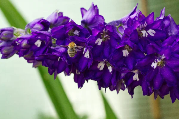 紫色菊花的选择性聚焦拍摄 — 图库照片