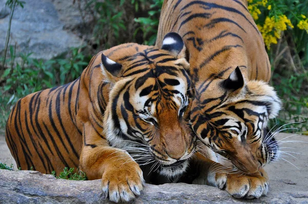 Bir Çift Bengal Kaplanı Hayvanat Bahçesi Kafesinde Vakit Geçiriyor — Stok fotoğraf