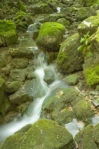 Vertikální Záběr Krásného Jezera Tekoucího Lese — Stock fotografie