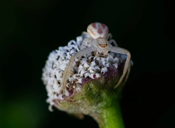 Egy Közeli Kép Egy Szürke Pókról Egy Virágcserjésen — Stock Fotó