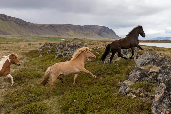 Hästarna Springer Den Steniga Gröna Fältet Mot Bakgrund Kullar Island — Stockfoto