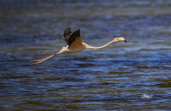 Closeup Shot Greater Flamingo Flying Blue Dune Water Sunny Day — Stock Photo, Image