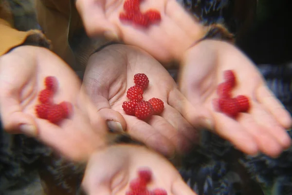 Closeup Shot Person Palm Holding Ripe Red Raspberries Image Includes — Stock Photo, Image