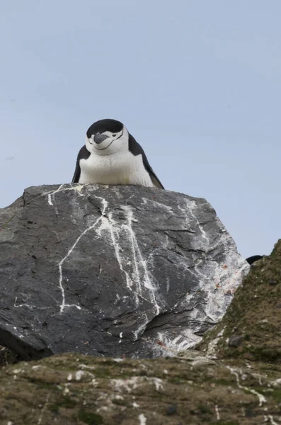 Ein Chinstrap Pinguin Der Sich Auf Einen Felsen Legt — Stockfoto