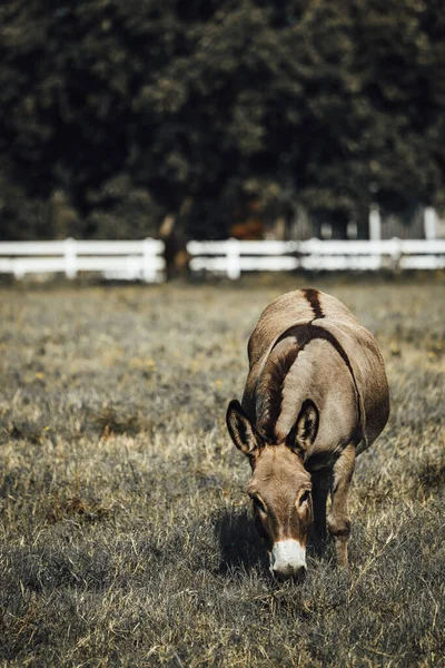在绿草中放牧的驴的垂直面 被栅栏围住 — 图库照片