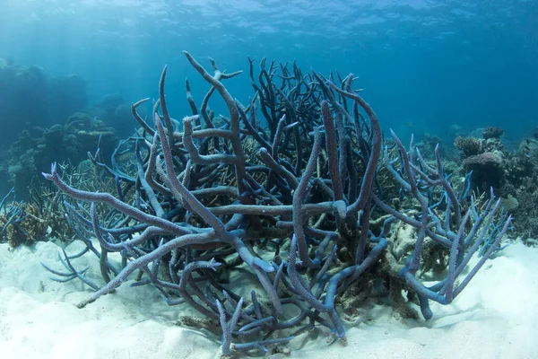Знімок Черевного Корала Живе Великому Бар Єрному Рифі Кернс Квінсленд — стокове фото