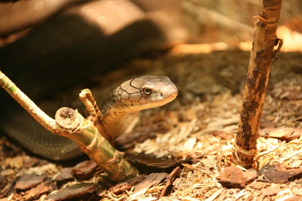 Eine Nahaufnahme Einer Königskobra Schlangenart Die Auf Dem Boden Kriecht — Stockfoto