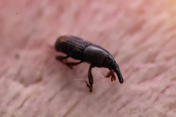 Uma Visão Macro Inseto Preto True Weevil — Fotografia de Stock