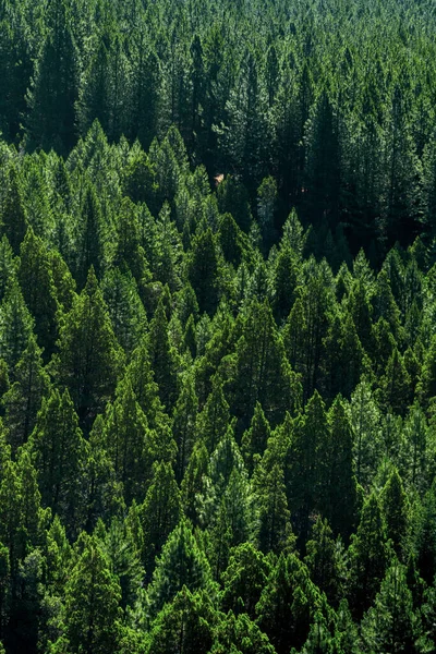 Una Vista Panoramica Verticale Bosco Verde Fotografia Stock