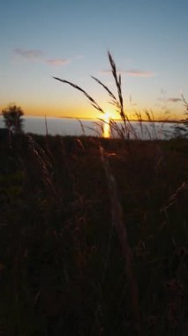 Gün batımında bir tarlada sazlıkların manzarası