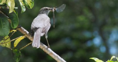 Bulanık bir arkaplanda yumurtadan çıkan yusufçuk kuşuyla yakından çekilmiş bir fotoğraf.