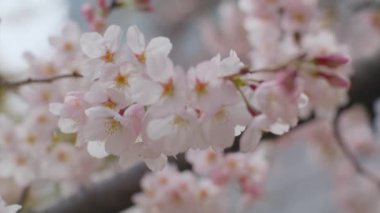 Açık havada bir ağaçta yetişen yumuşak pembe kiraz çiçeklerinin seçici odak noktası.