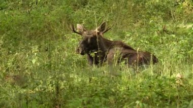 Yeşil ormandaki bir geyik manzarası