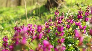 Lamium purpureum çiçeklerinden seçici bir çiçek.