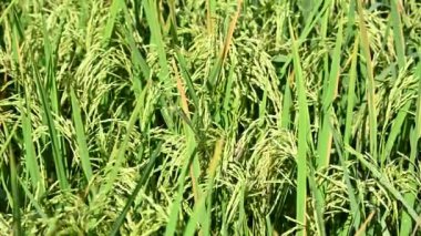 Kırsal kesimdeki bir tarlada yetişen taze pirincin yakın plan çekimi.