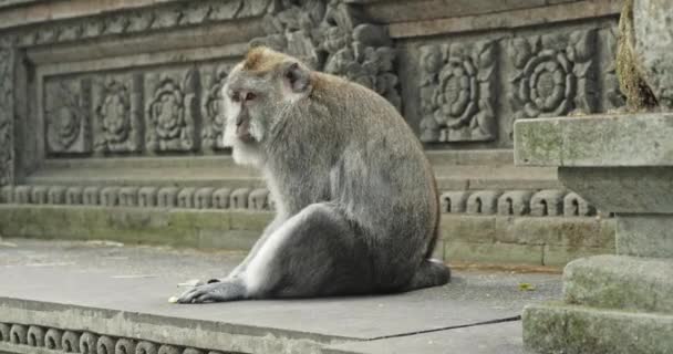 Video Mono Monkey Forest Ubud Bali Indonesia — Vídeos de Stock
