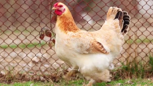 Close Galo Andando Campo Durante Dia — Vídeo de Stock