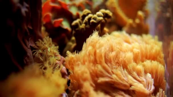 Wonders Underwater World Raja Ampat Indonesia — Stock Video