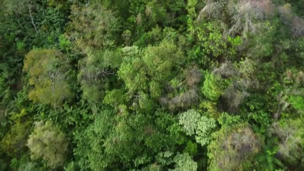 Drone Volando Sobre Tabor Que Muestra Árbol Poui Amarillo Plena — Vídeo de stock