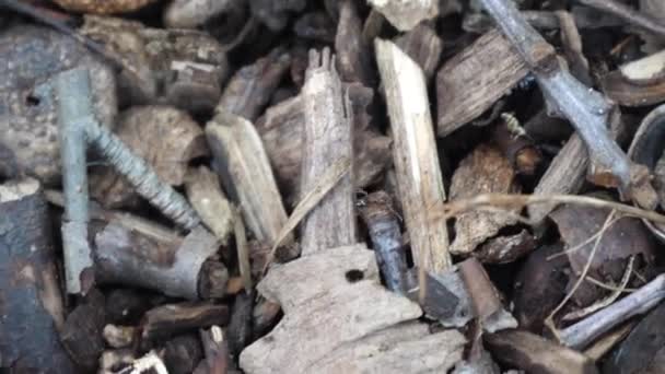 Makro Záběry Mravence Kráčejícího Rozdrcených Kouscích Dřeva — Stock video