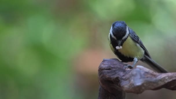 Closeup Great Tit Perched Tree Branch Sunflower Seed Its Beak — Stock video