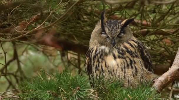 鹰的美丽景色栖息在它栖息地的树上 — 图库视频影像
