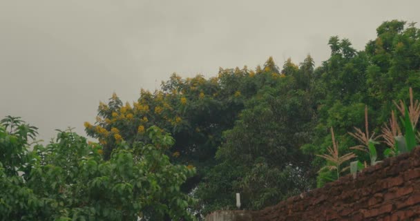 Дождь Над Зелеными Деревьями Лесу — стоковое видео