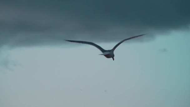Güzel Bir Martı Manzarası Sahilin Üzerinde Uçuyor Zıplıyor — Stok video