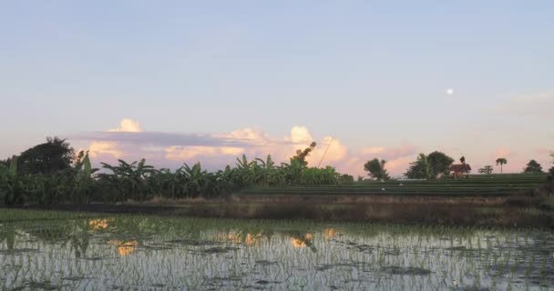印度尼西亚巴厘日落和稻田的镜头 — 图库视频影像