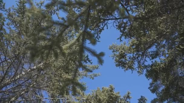 Uma Filmagem Baixo Ângulo Árvores Verdes Sob Céu Azul Claro — Vídeo de Stock