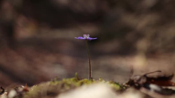 Ένα Μακροσκοπικό Βίντεο Από Μικροσκοπικό Λουλούδι Hepatica Transsilvanica Blue — Αρχείο Βίντεο