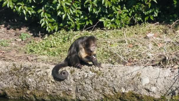 Egy Videó Egy Majomról Zürichi Állatkertben Svájcban — Stock videók