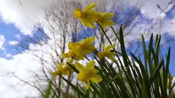 在多风的日子里 美丽的黄色水仙花盛开 也被称为水仙花 — 图库视频影像