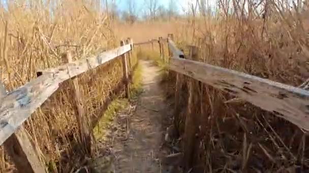 乡间一条狭窄的小径 两边都有木制栏杆和秋天的芦苇 — 图库视频影像