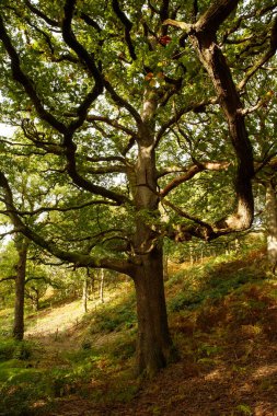 Ormandaki diğer ağaçların arka planındaki bir ağacın dikey görüntüsü.