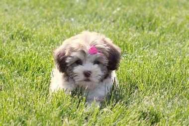 Çimenlerin üzerinde pembe bir fiyonk olan Havanlı bir bizon yavrusunun yakın plan fotoğrafı.