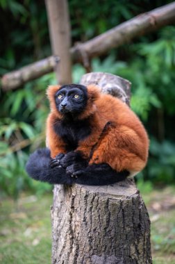 Amsterdam, Artis Hayvanat Bahçesi 'ndeki ağaç gövdesindeki sevimli kırmızı lemurun dikey yakın çekimi.