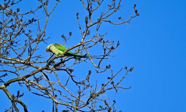 Gül halkalı bir papağan ağaçta tünemiş