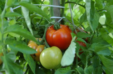 Sarmaşıkta olgun ve olgunlaşmamış domateslerin yakın çekimi.