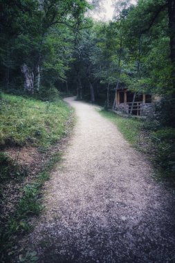 Dar bir patikanın dikey görüntüsü yemyeşil bir ormanda