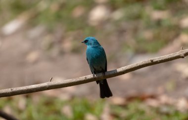 Dalda oturan mavi kuşun yüzeysel odak noktası.