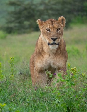 Serengeti Ulusal Parkı, Tanzanya 'da yeşil bir çayırdaki dişi aslanın dikey görüntüsü.