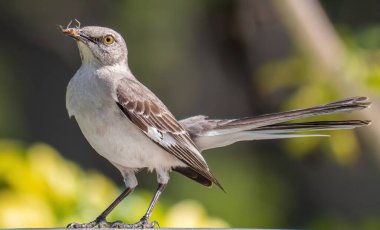 Gagasında kurt olan bir kuzey alaycı kuşunun (Mimus polyglottos) yakın çekimi.